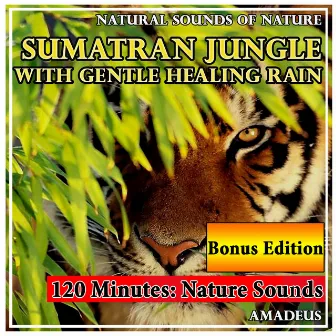 Sumatran Jungle with Gentle Healing Rain: Natural Sounds of Nature: Bonus Edition by Amadeus