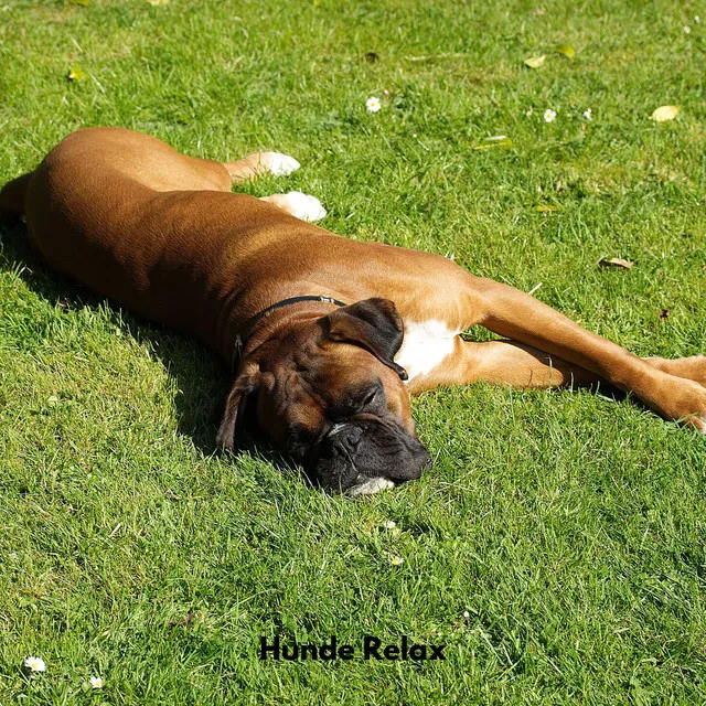 Hunde Relax