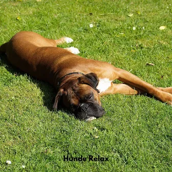 Hunde Relax by Hunde Musik