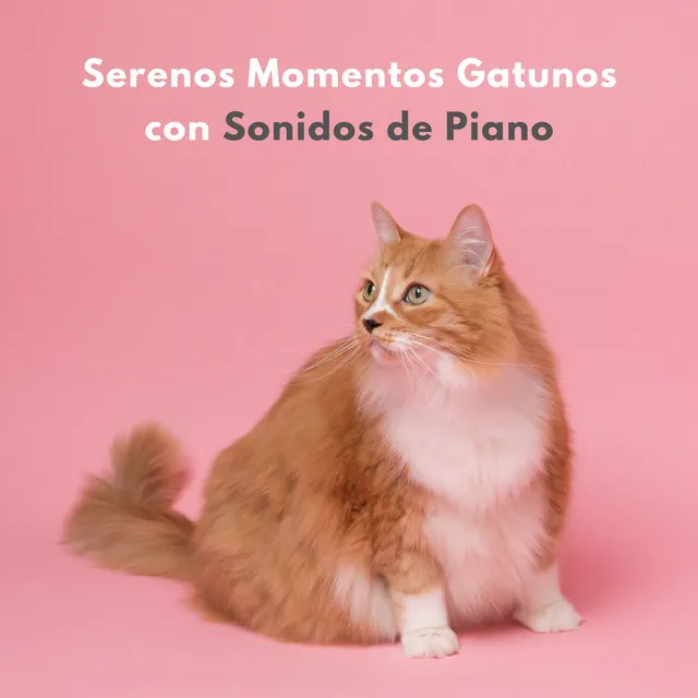 Serenos Momentos Gatunos Con Sonidos De Piano