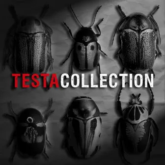 Collection by Testa