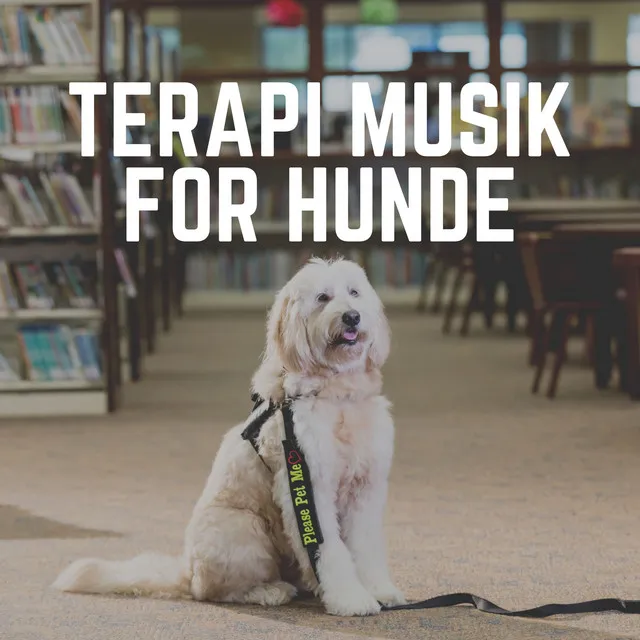 Terapi Musik for Hunde