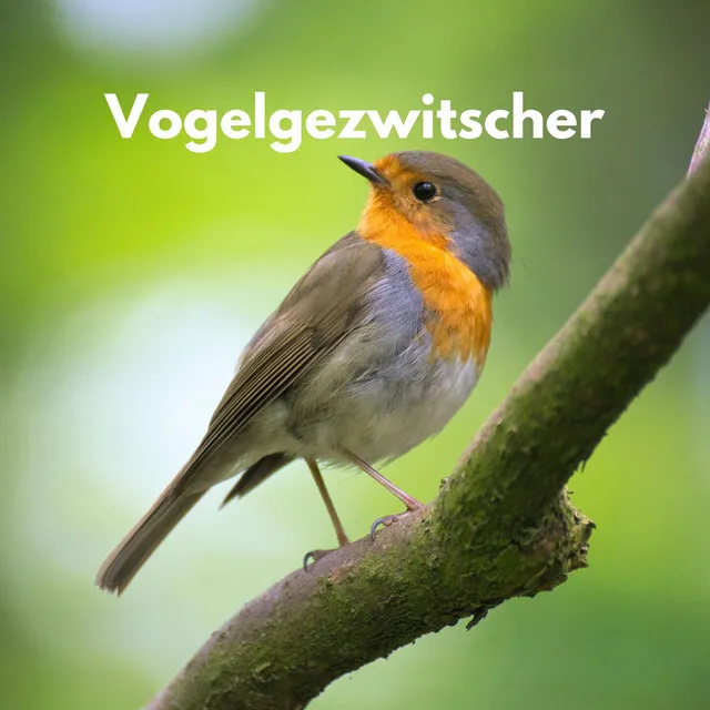 Vogelgezwitscher