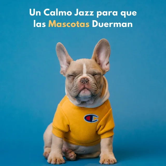 Un Calmo Jazz Para Que Las Mascotas Duerman