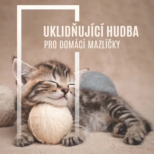 Uklidňující Hudba pro Domácí Mazlíčky