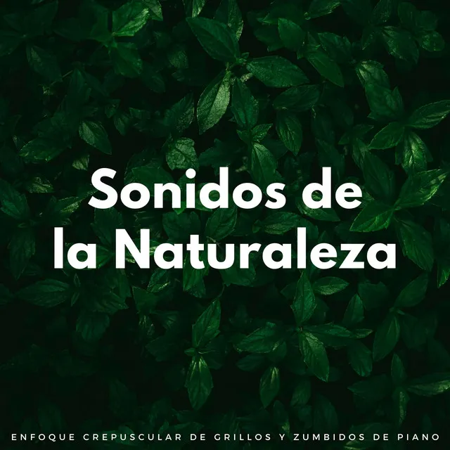 Sonidos De La Naturaleza: Enfoque Crepuscular De Grillos Y Zumbidos De Piano