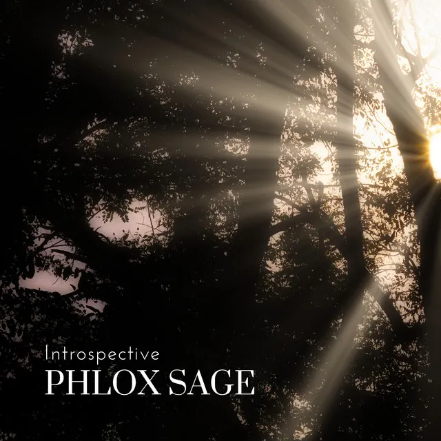 Phlox Sage