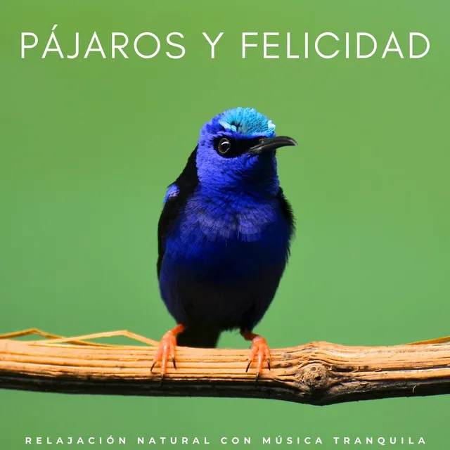 Pájaros Y Felicidad: Relajación Natural Con Música Tranquila