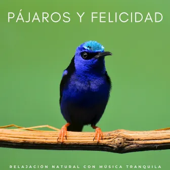 Pájaros Y Felicidad: Relajación Natural Con Música Tranquila by 