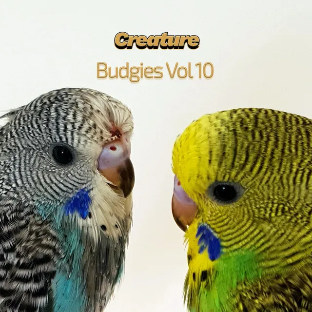 Budgies, Vol. 10