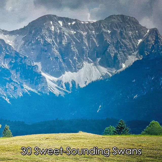 30 Sweet-Sounding Swans