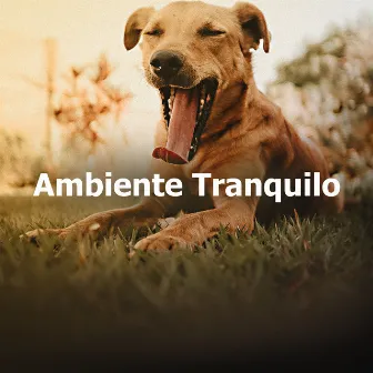 Ambiente Tranquilo by Musica Relajante para Perros Momentos