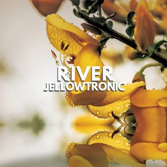 Jellowtronic by River