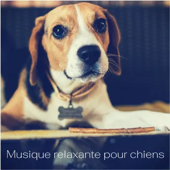 Musique relaxante pour chiens by Musique Zen!