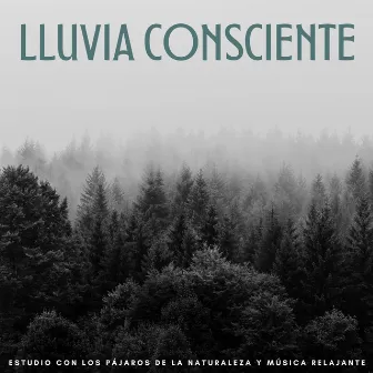 Lluvia Consciente: Estudio Con Los Pájaros De La Naturaleza Y Música Relajante by Estudiar experiencia musical