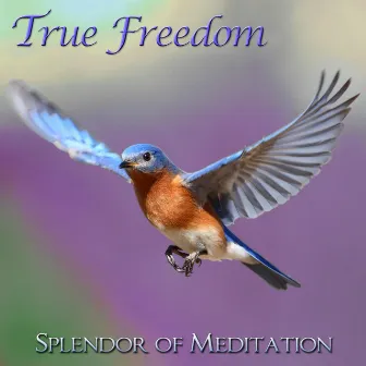 True Freedom - Guided Meditations for Relaxation and Stress Relief With Christine Wushke by Splendor of Meditation