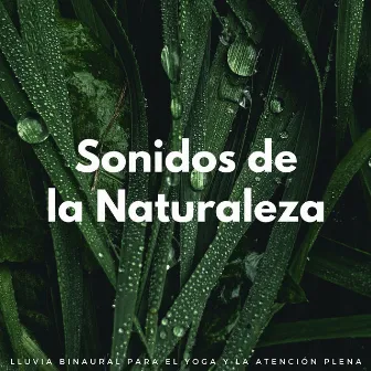 Sonidos De La Naturaleza: Lluvia Binaural Para El Yoga Y La Atención Plena by Frecuencias Sagradas