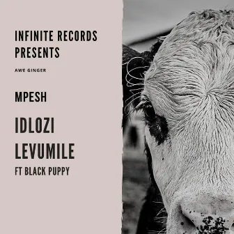 Dlozi Le Vumile by Mpesh