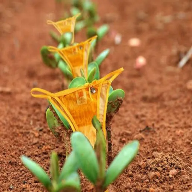 Plantação de Calcinha