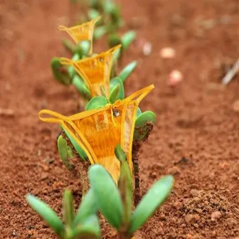 Plantação de Calcinha by Bonde dos Travessos