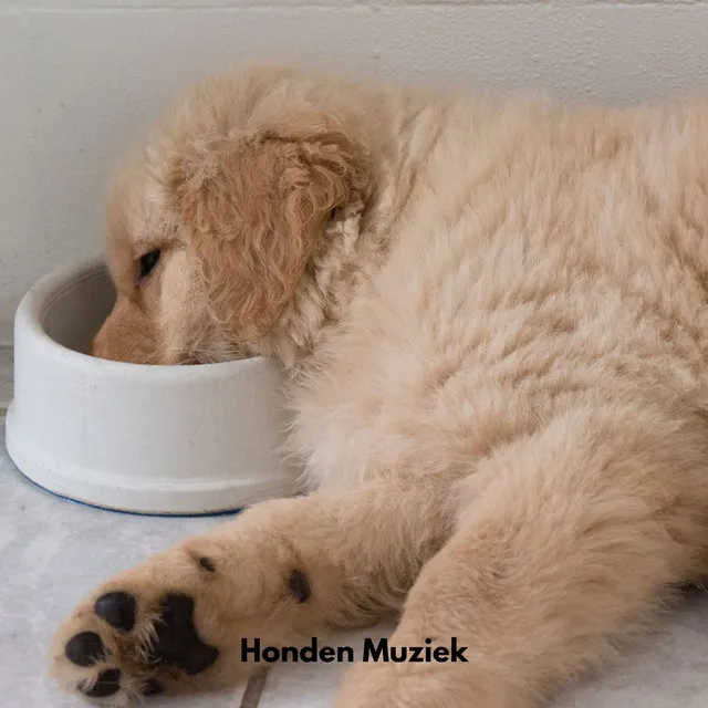 Honden Muziek