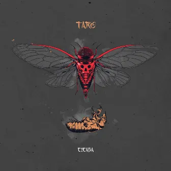 Cicada by Taro