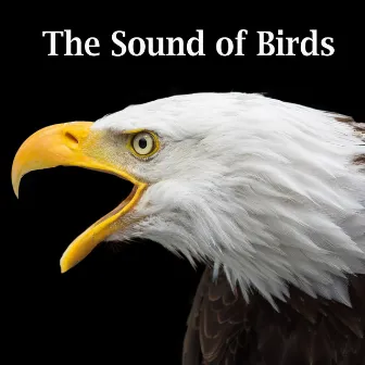 The Sound of Birds by Sound Effects Factory