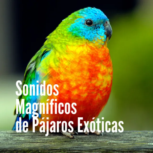 Canciones Extraordinarios de Aves de Mejor Canto y Música del Mar para Sueños Bonitos