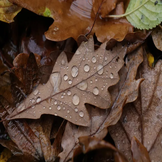 Nature Sound