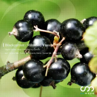 Blackcurrant by Masanori Yasuda