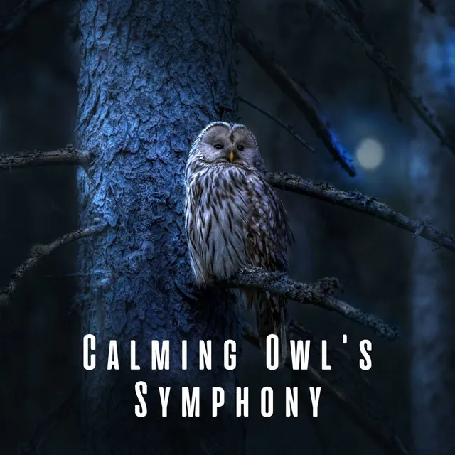 Calming Owl's Symphony