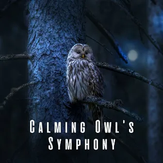 Calming Owl's Symphony by Bird Song Lullabies