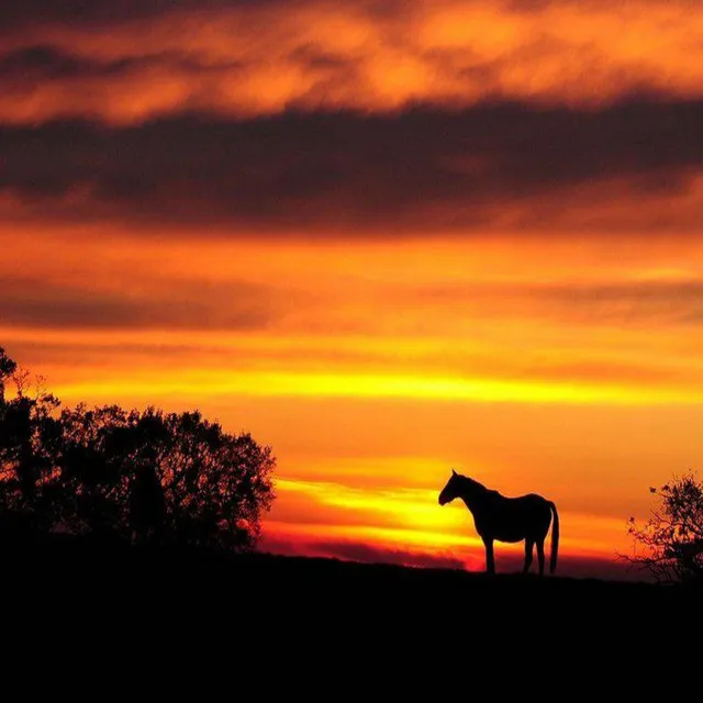 Abandoned Horse