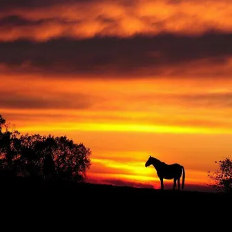 Abandoned Horse by Jay O