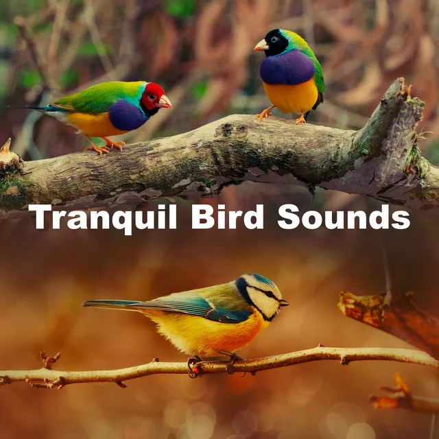 Tranquil Bird Sounds