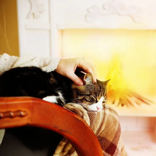 Ember's Pet Sleep Journey: Ambient Fire Soundscape for Restful Pet Naps