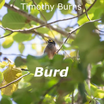 Burd by Timothy Burns