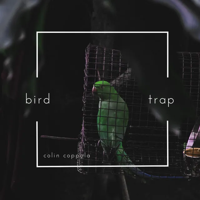 Bird Trap