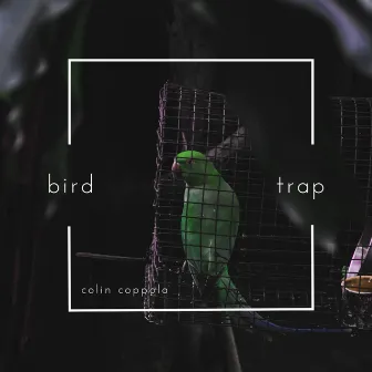 Bird Trap by Colin Coppola