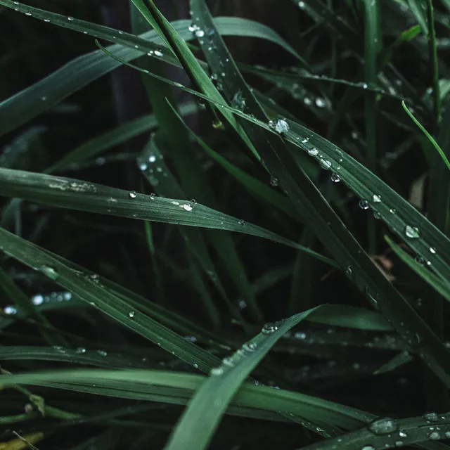 Sonido de gotas de lluvia suaves