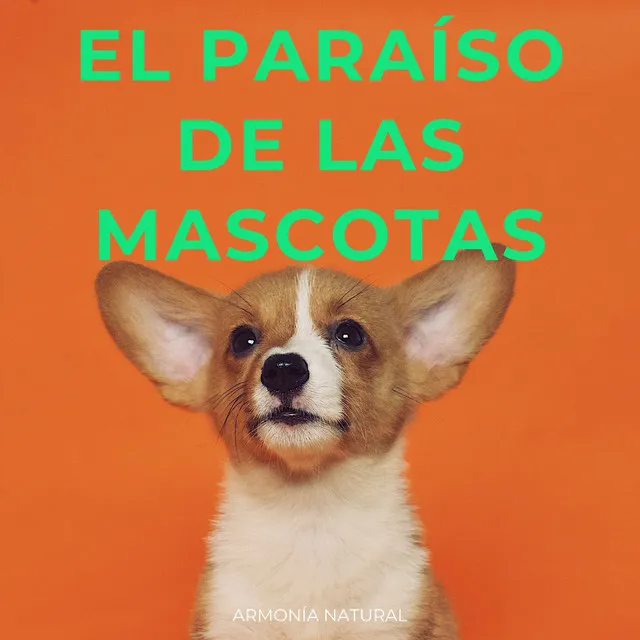 Armonía Para La Paz De Tu Mascota