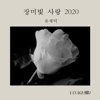 장미빛 사랑 2020 (LOVE OF ROSE COLOR 2020) by YANAGI