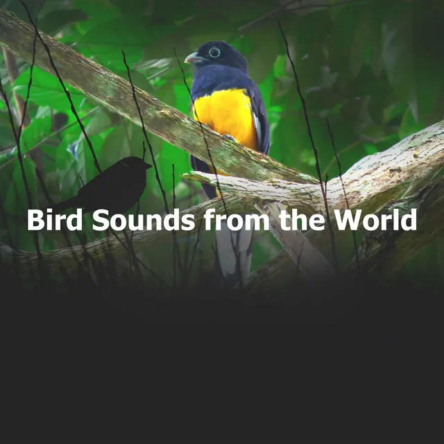 Bird Sounds from the World