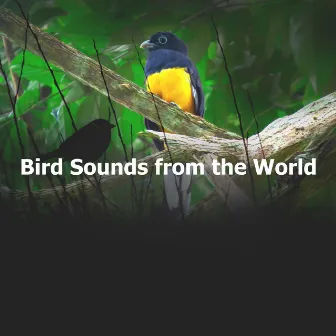 Bird Sounds from the World by Frauke Rotwein