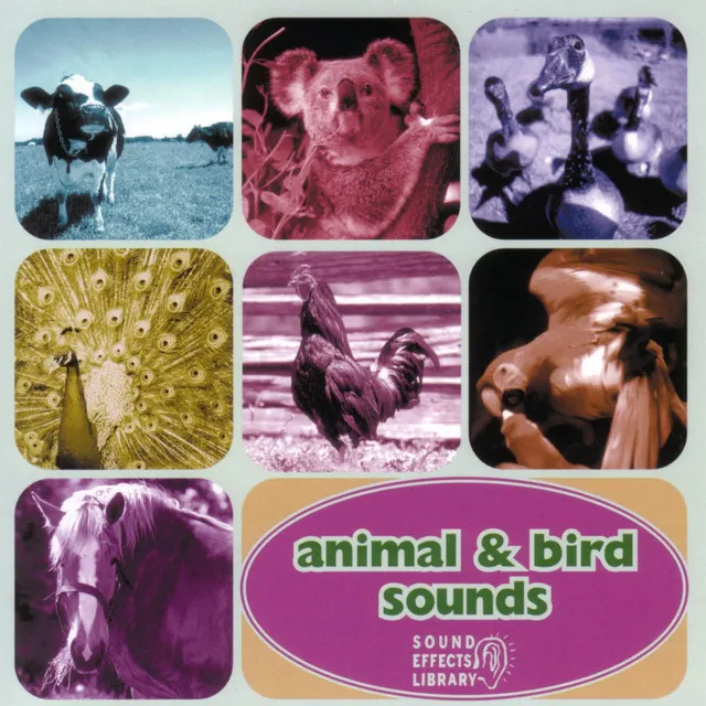 Animal and Bird Songs