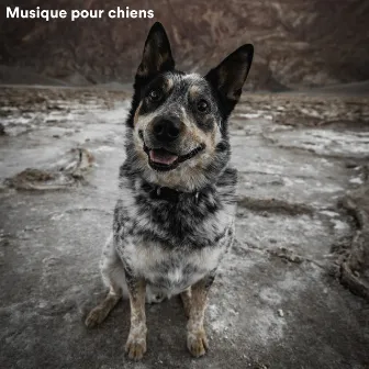 Musique pour chiens by Dog Music Club