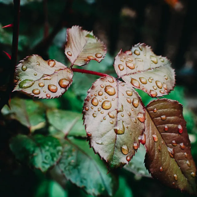 Rain on Leaves