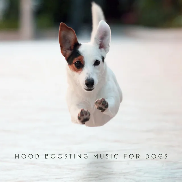 Mood Boosting Music for Dogs: Relaxing Sounds That’ll Improve Your Pet's Mental Condition