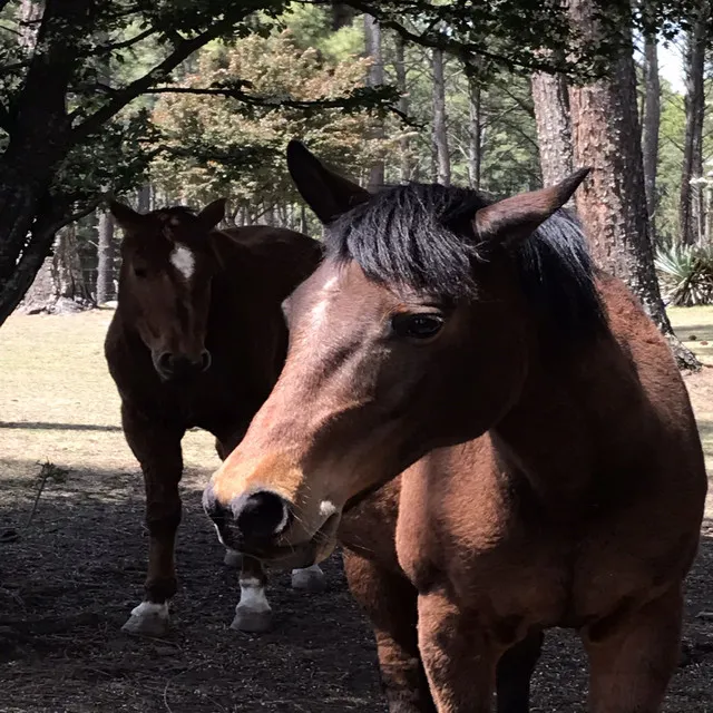 Caballos Galopan