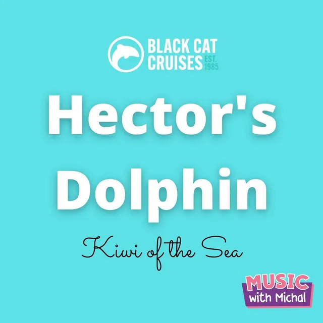 Hector's Dolphin (Black Cat Cruises)